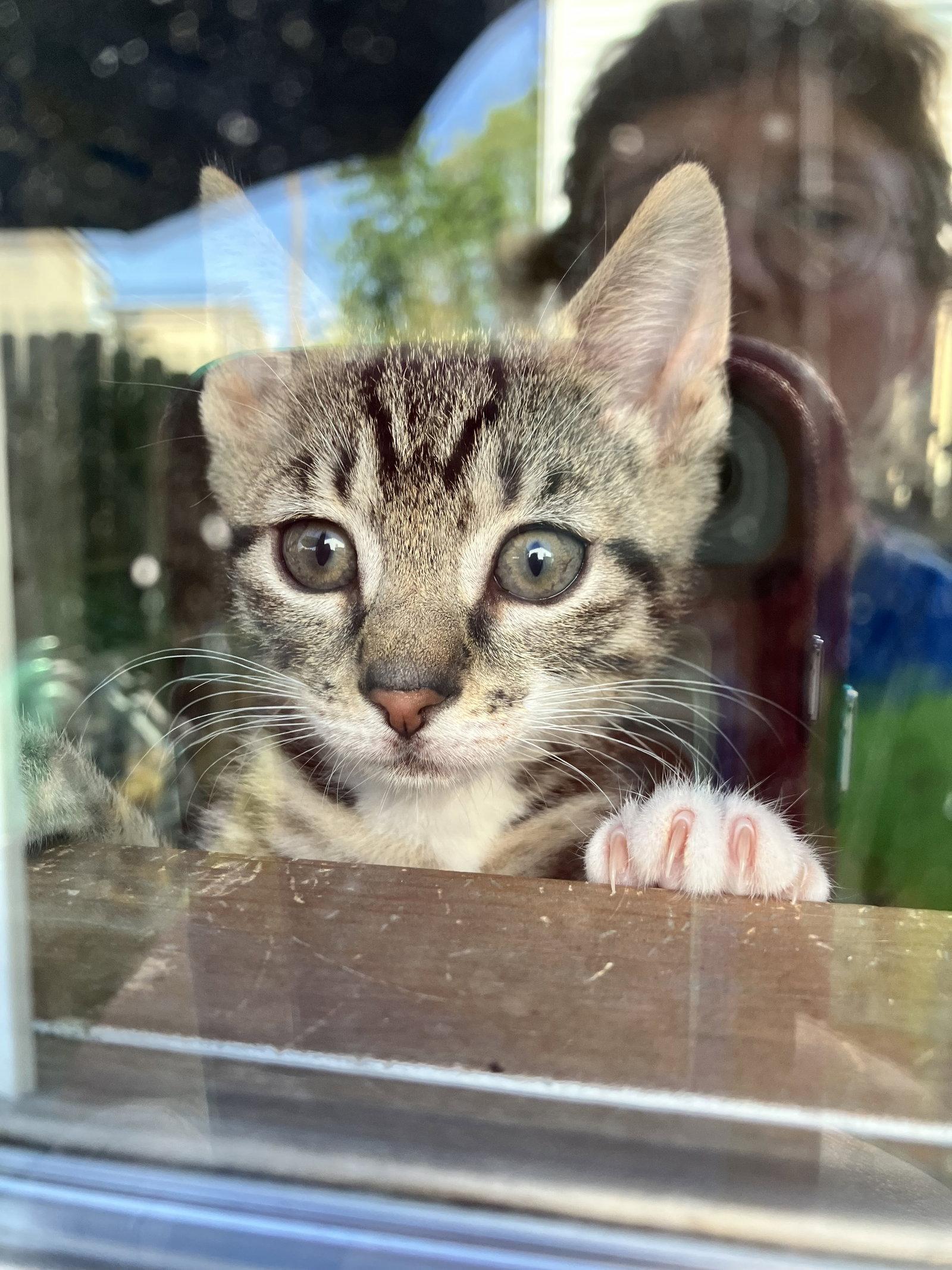 Bong, Adopted, Kitten Male Domestic Short Hair.