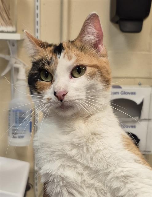 Enlarge POPPY, a Adoptable Domestic Short Hair in Lodi, CA image 1/1