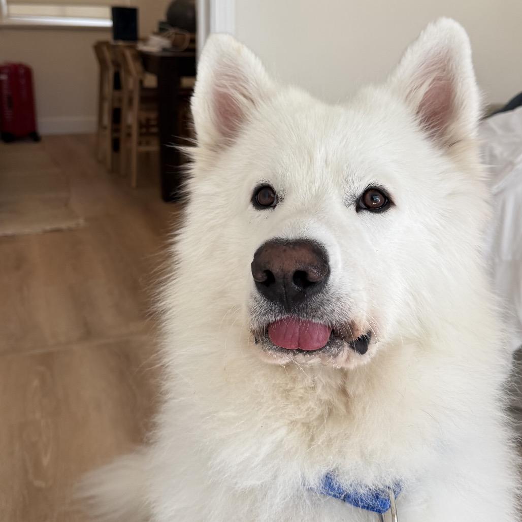 Archie, Adoptable, Adult Male Samoyed.