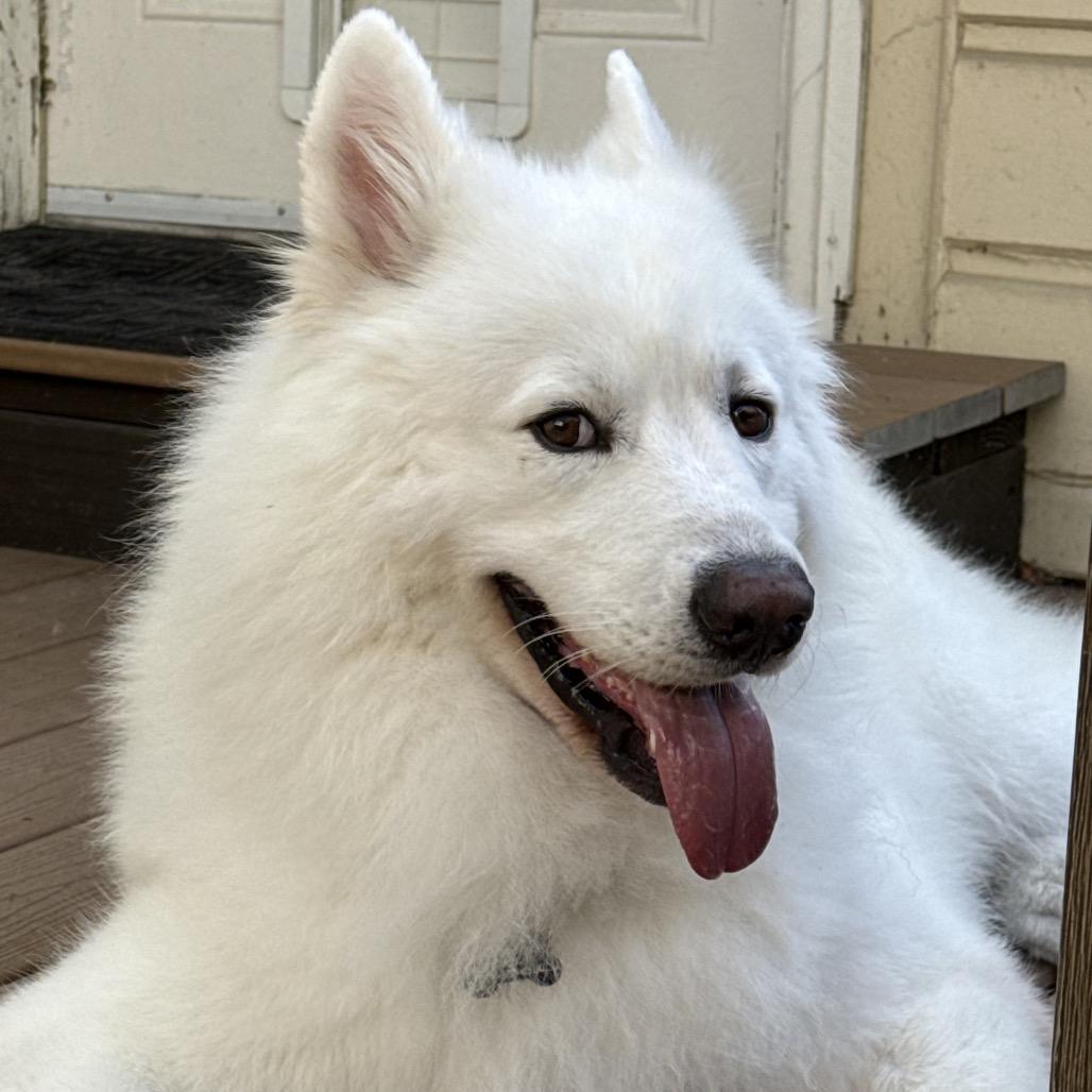 Enlarge Archie, a Adoptable Samoyed in Los Angeles, CA image 2/4