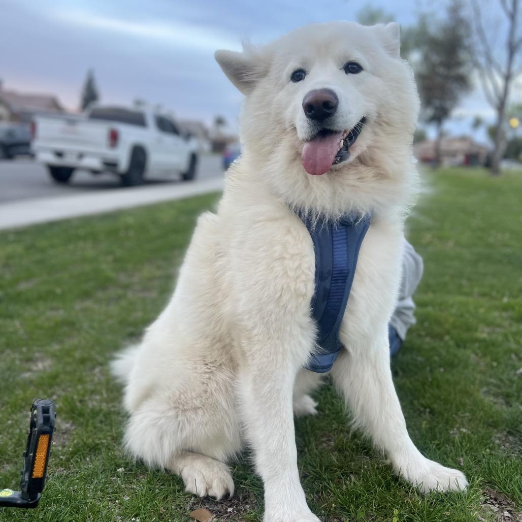 Enlarge Archie, a Adoptable Samoyed in Los Angeles, CA image 3/4