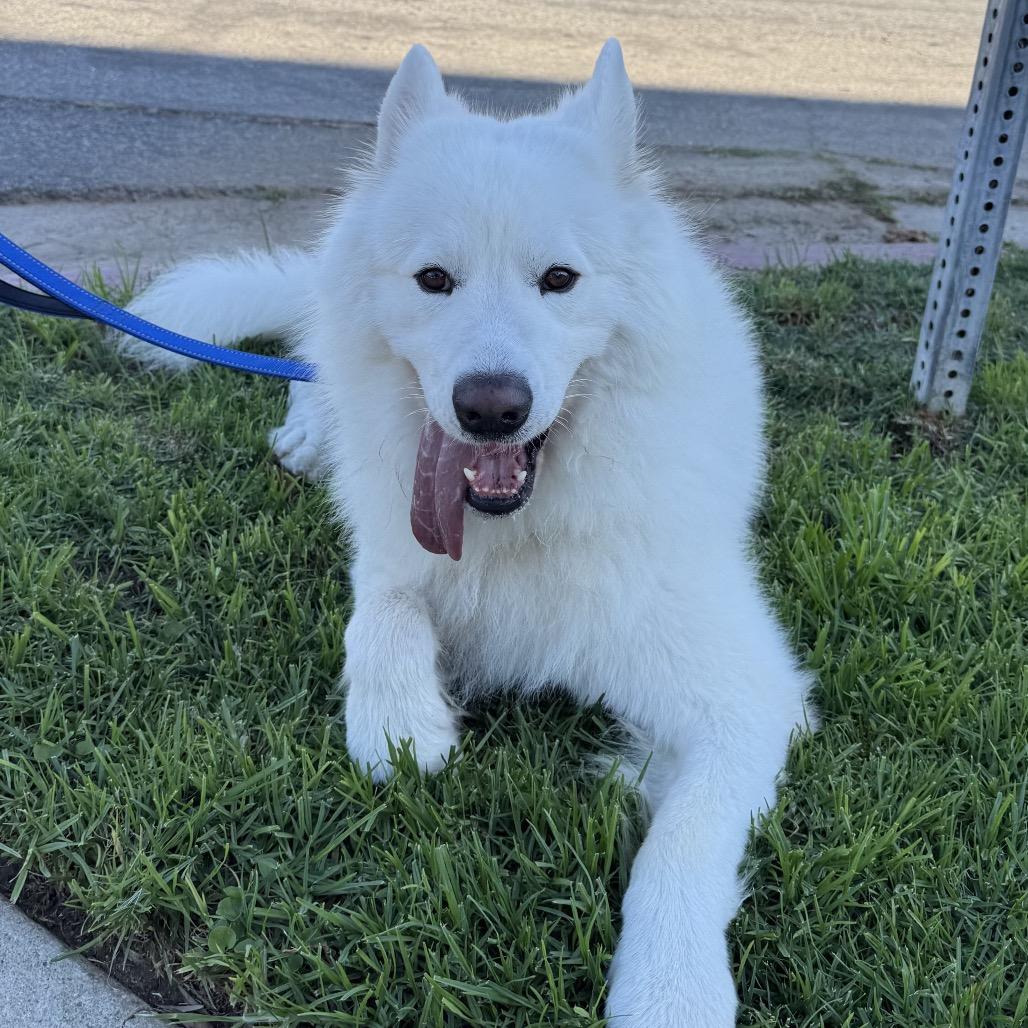 Enlarge Archie, a Adoptable Samoyed in Los Angeles, CA image 4/4