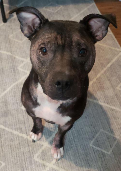 Enlarge Louie, a Adoptable Pit Bull Terrier in Martinsburg, WV image 2/5