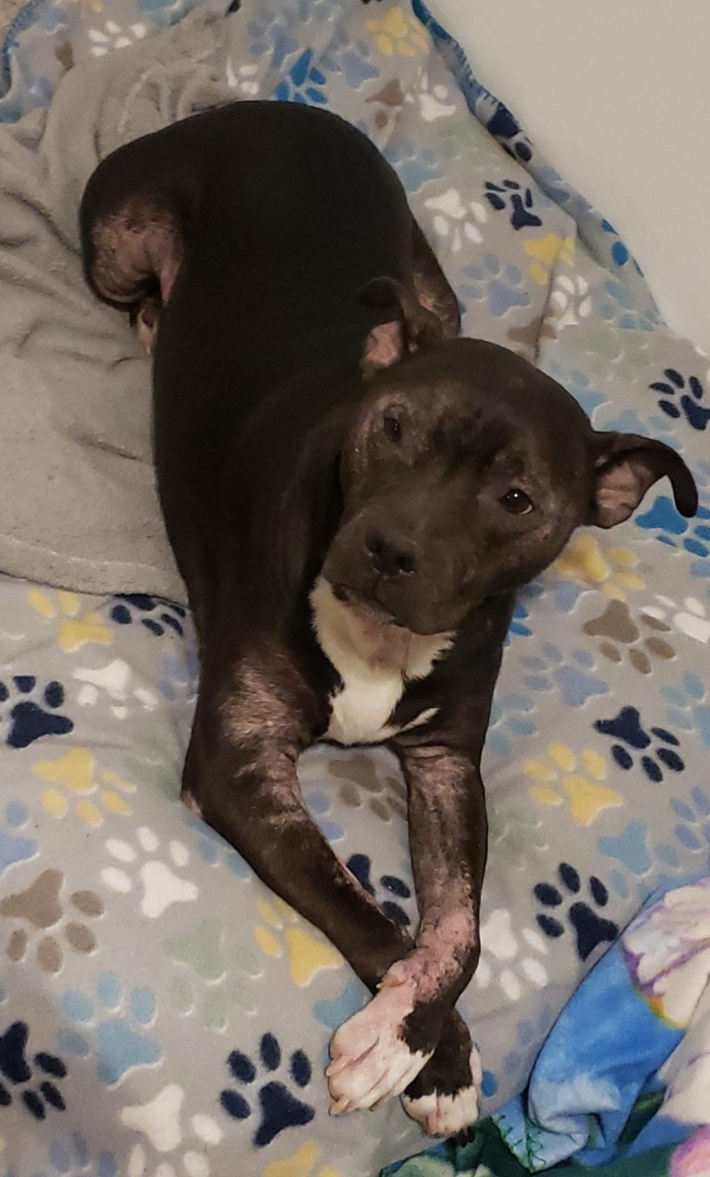 Enlarge Louie, a Adoptable Pit Bull Terrier in Martinsburg, WV image 3/5