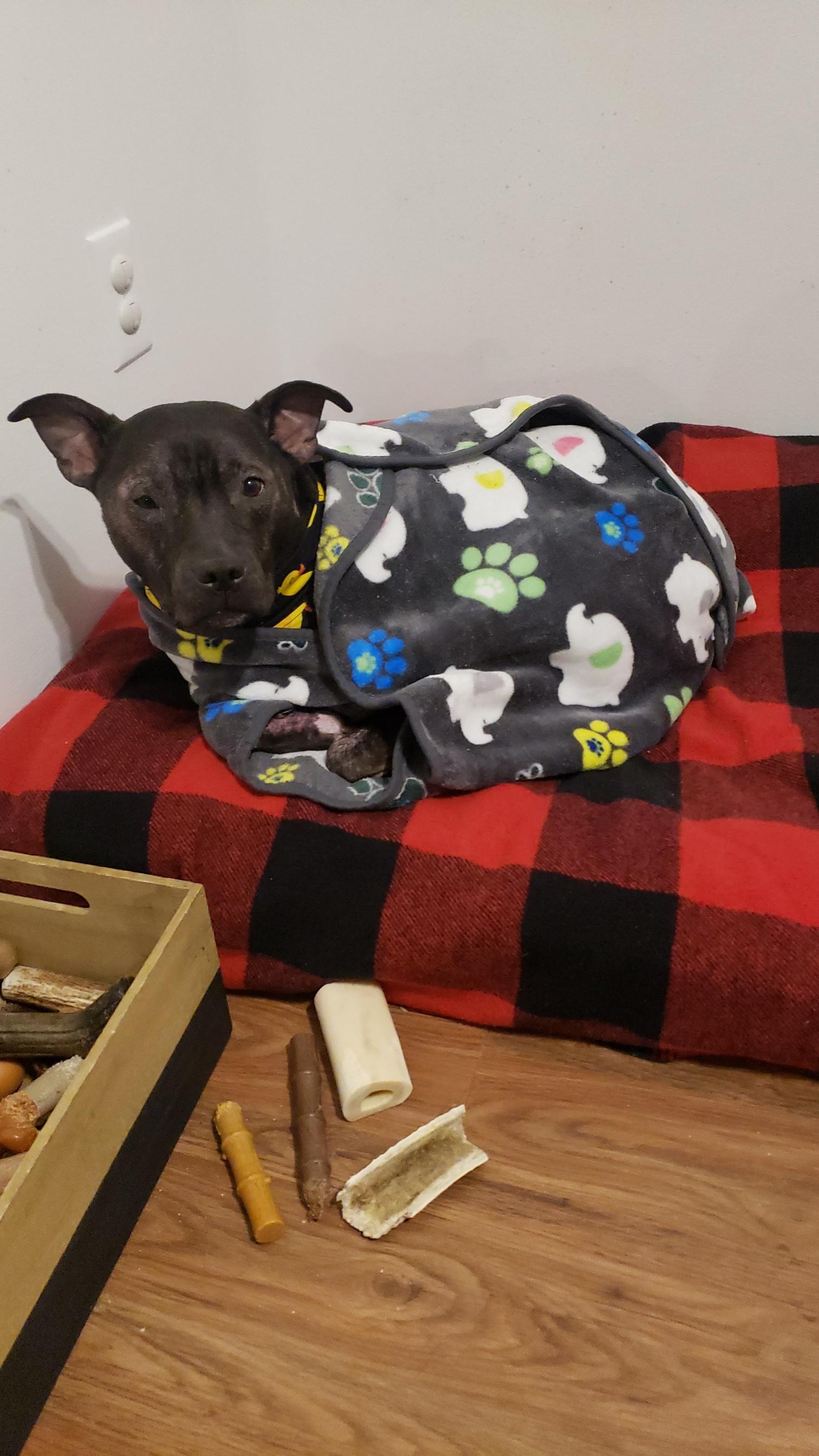 Enlarge Louie, a Adoptable Pit Bull Terrier in Martinsburg, WV image 4/5