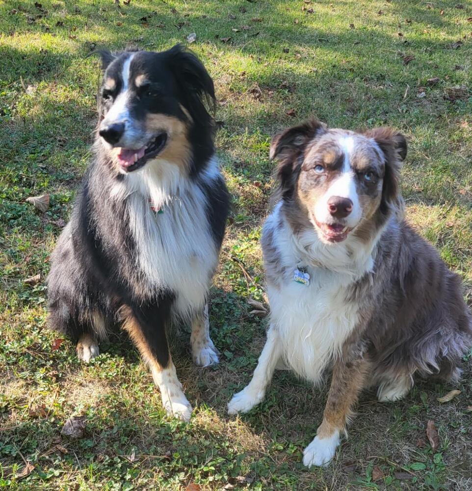 Enlarge 0957 Cooper Bear, a Adoptable Australian Shepherd in St Peters, MO image 1/6