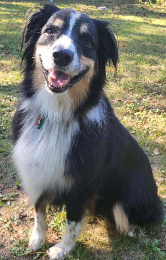 0957 Cooper Bear, Adoptable, Adult Male Australian Shepherd.