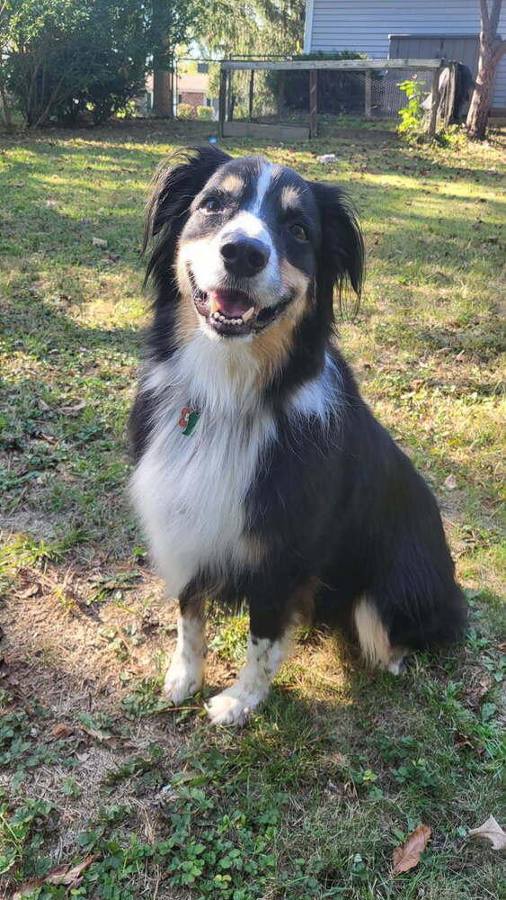 Enlarge 0957 Cooper Bear, a Adoptable Australian Shepherd in St Peters, MO image 3/6