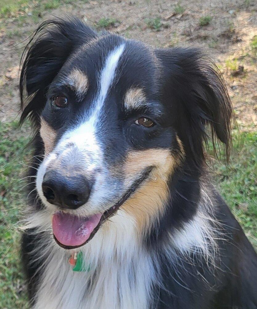 Enlarge 0957 Cooper Bear, a Adoptable Australian Shepherd in St Peters, MO image 4/6