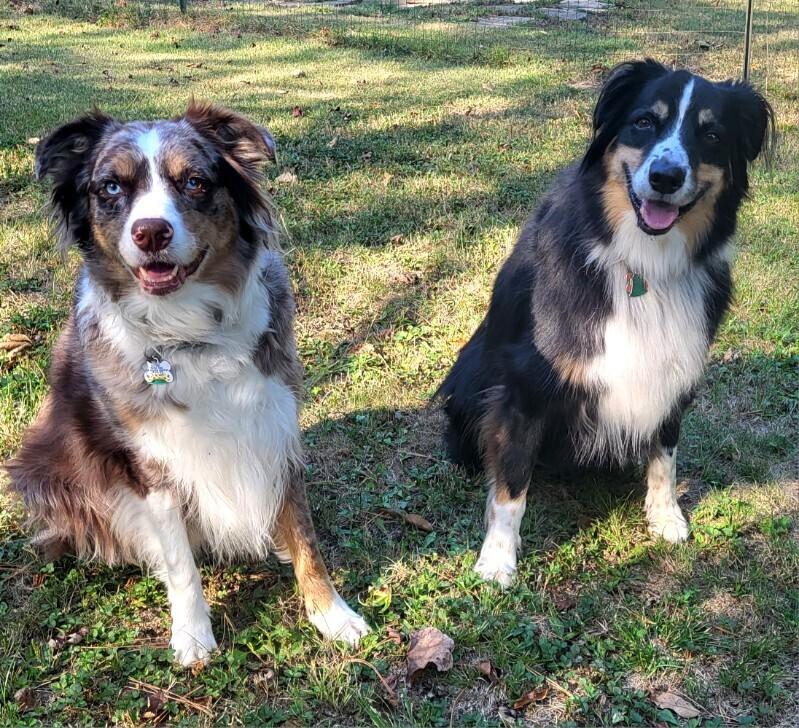 Enlarge 0957 Cooper Bear, a Adoptable Australian Shepherd in St Peters, MO image 5/6