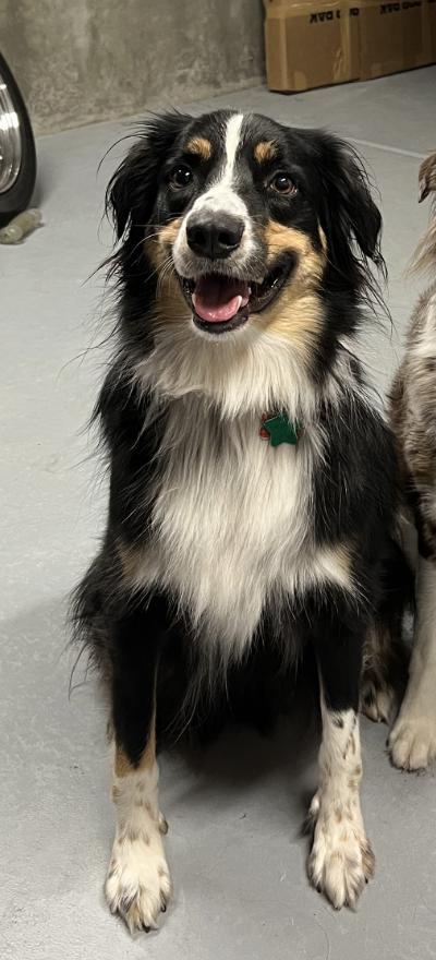 Enlarge 0957 Cooper Bear, a Adoptable Australian Shepherd in St Peters, MO image 6/6