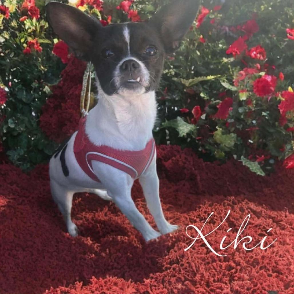 Enlarge Kiki, a Adoptable Chihuahua in Phoenix, AZ image 1/6