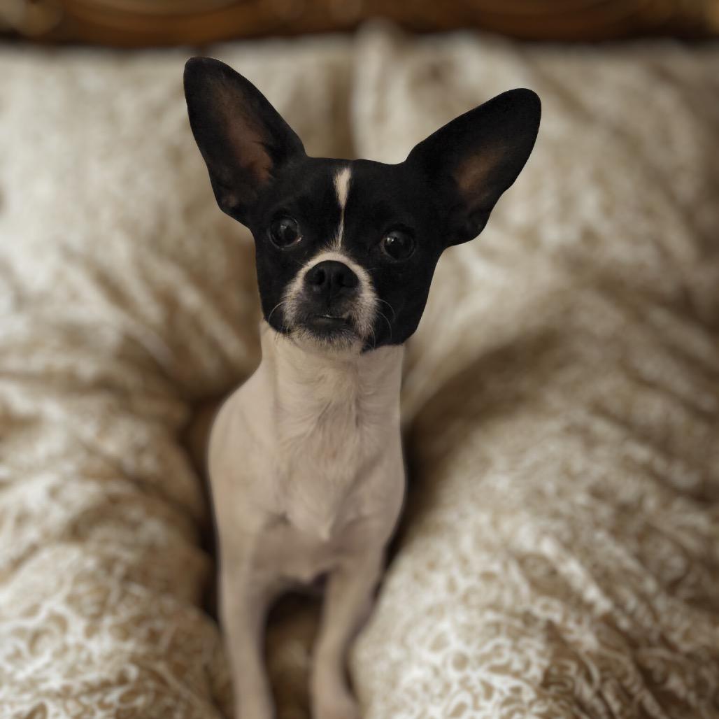 Enlarge Kiki, a Adoptable Chihuahua in Phoenix, AZ image 2/6