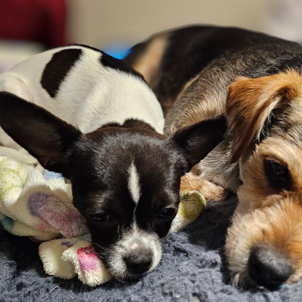 Enlarge Kiki, a Adoptable Chihuahua in Phoenix, AZ image 4/6