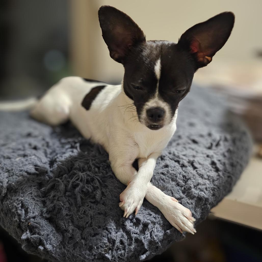 Enlarge Kiki, a Adoptable Chihuahua in Phoenix, AZ image 5/6