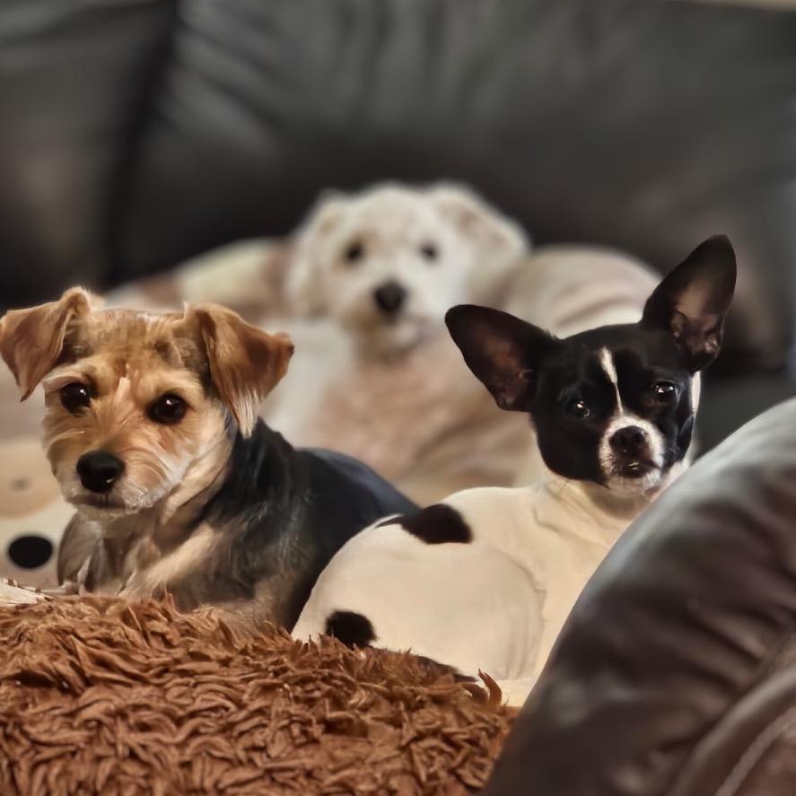 Enlarge Kiki, a Adoptable Chihuahua in Phoenix, AZ image 6/6