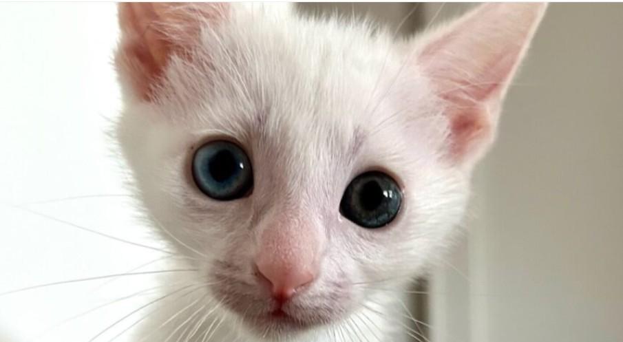 Jon Bon Jovi, Baby Male Domestic Short Hair