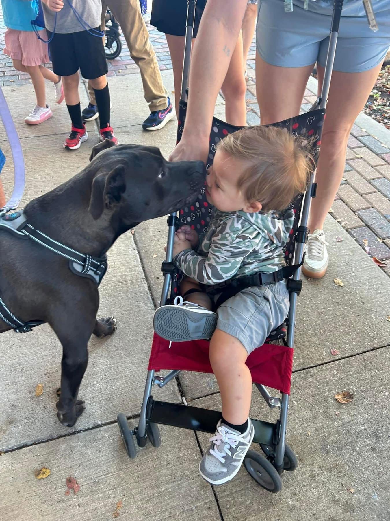 Casio - loving sweet boy!, Adoptable, Adult Male Labrador Retriever & Terrier.
