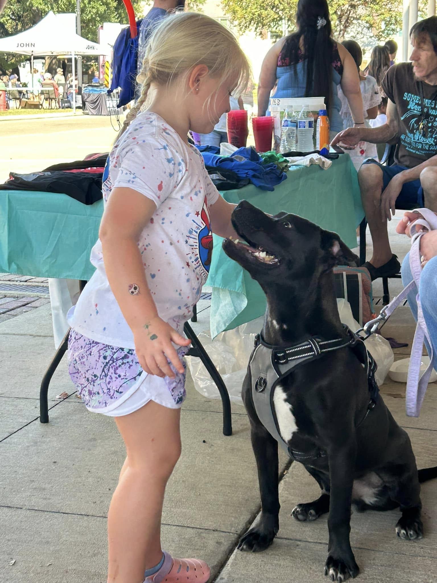 Casio - Cute Boy!!, Adoptable, Adult Male Labrador Retriever & Terrier.