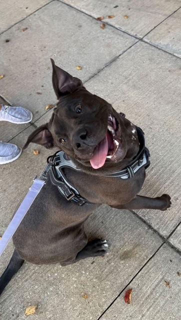 Enlarge Casio - Cute Boy!!, a Adoptable mixed breed in Oakhurst, NJ image 2/3