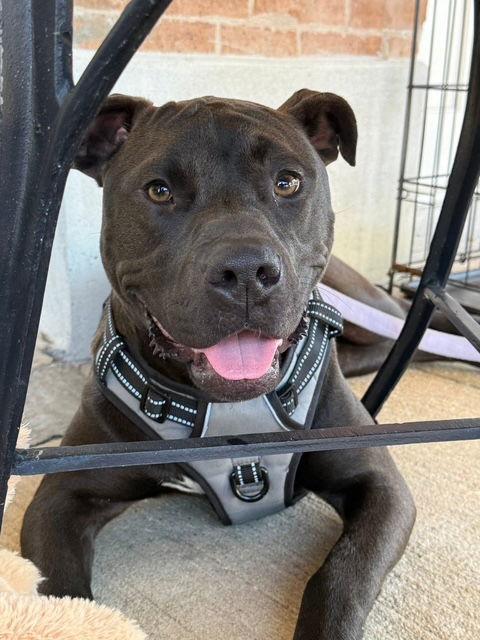 Enlarge Casio - Cute Boy!!, a Adoptable mixed breed in Oakhurst, NJ image 3/3