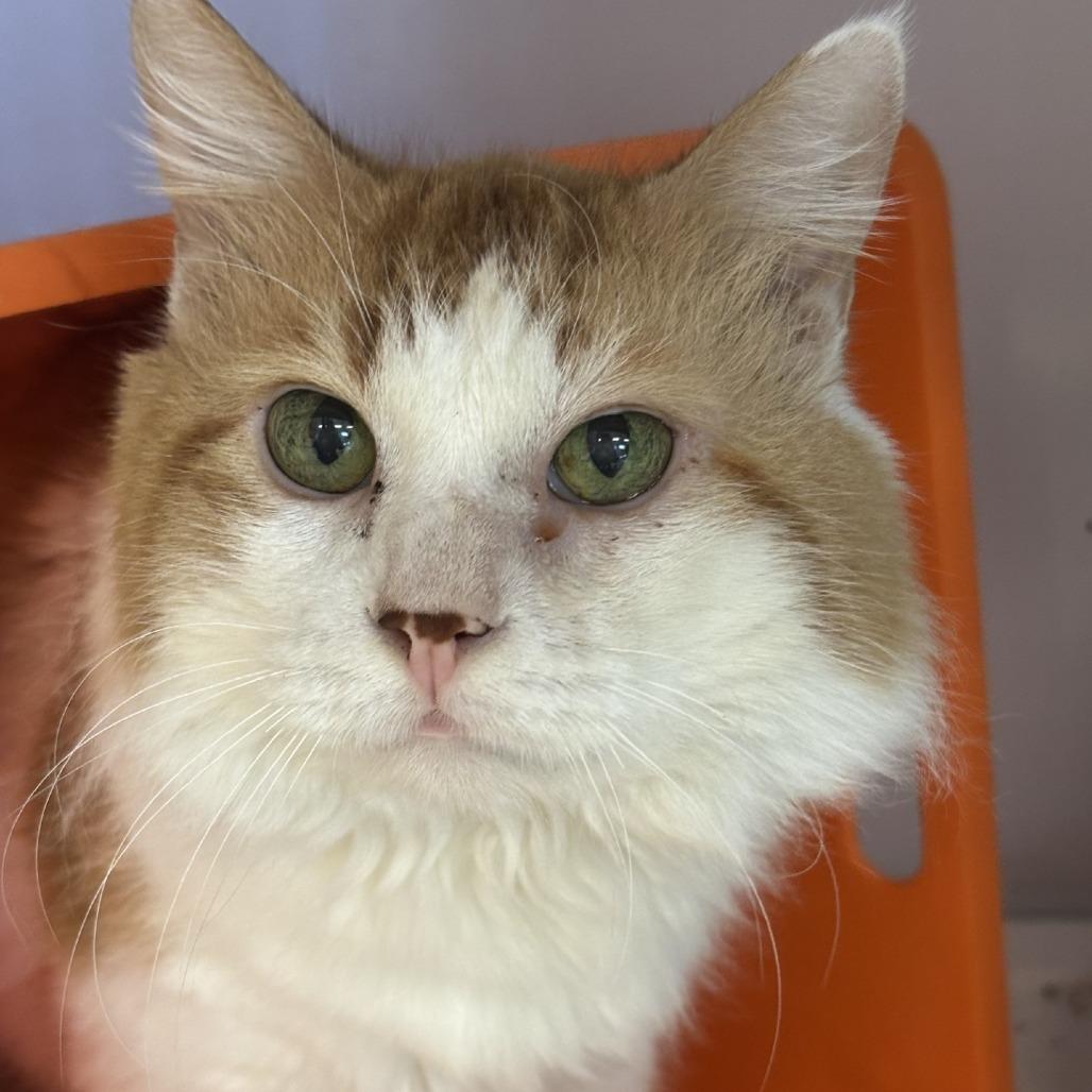 Enlarge Carrot Cake, a Adoptable Domestic Medium Hair in Houston, TX image 1/4