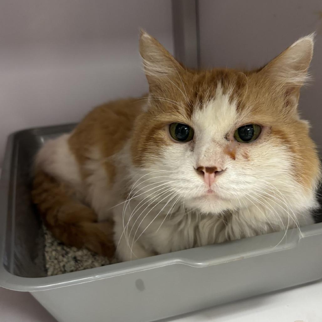 Enlarge Carrot Cake, a Adoptable Domestic Medium Hair in Houston, TX image 2/4