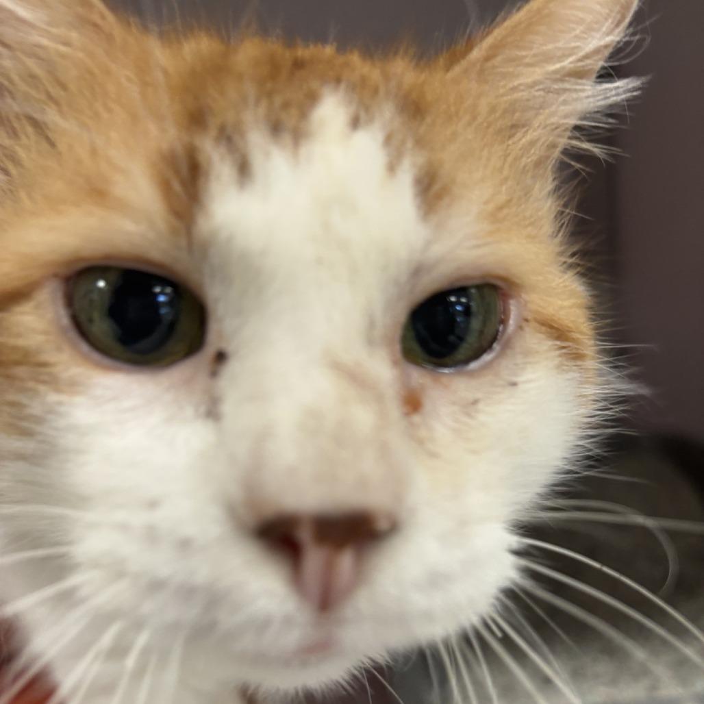 Enlarge Carrot Cake, a Adoptable Domestic Medium Hair in Houston, TX image 3/4