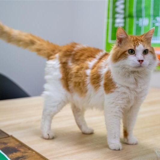 Enlarge Carrot Cake, a Adoptable Domestic Medium Hair in Houston, TX image 4/4
