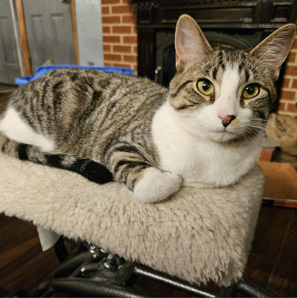 Frodo, Adoptable, Adult Male Domestic Short Hair.