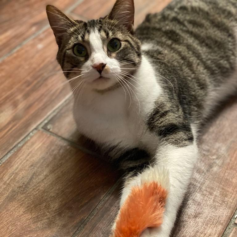 Enlarge Frodo, a Adoptable Domestic Short Hair in Brooklyn, NY image 3/6