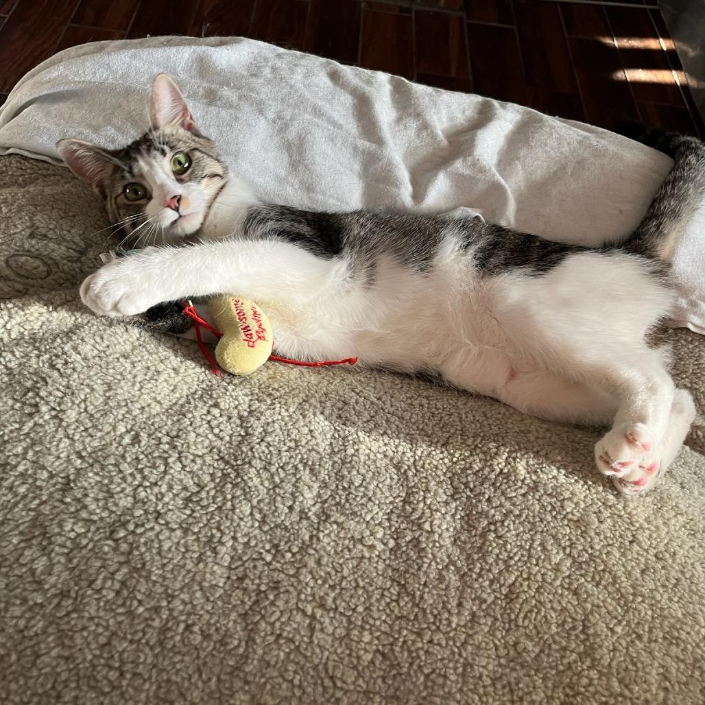 Enlarge Frodo, a Adoptable Domestic Short Hair in Brooklyn, NY image 4/6