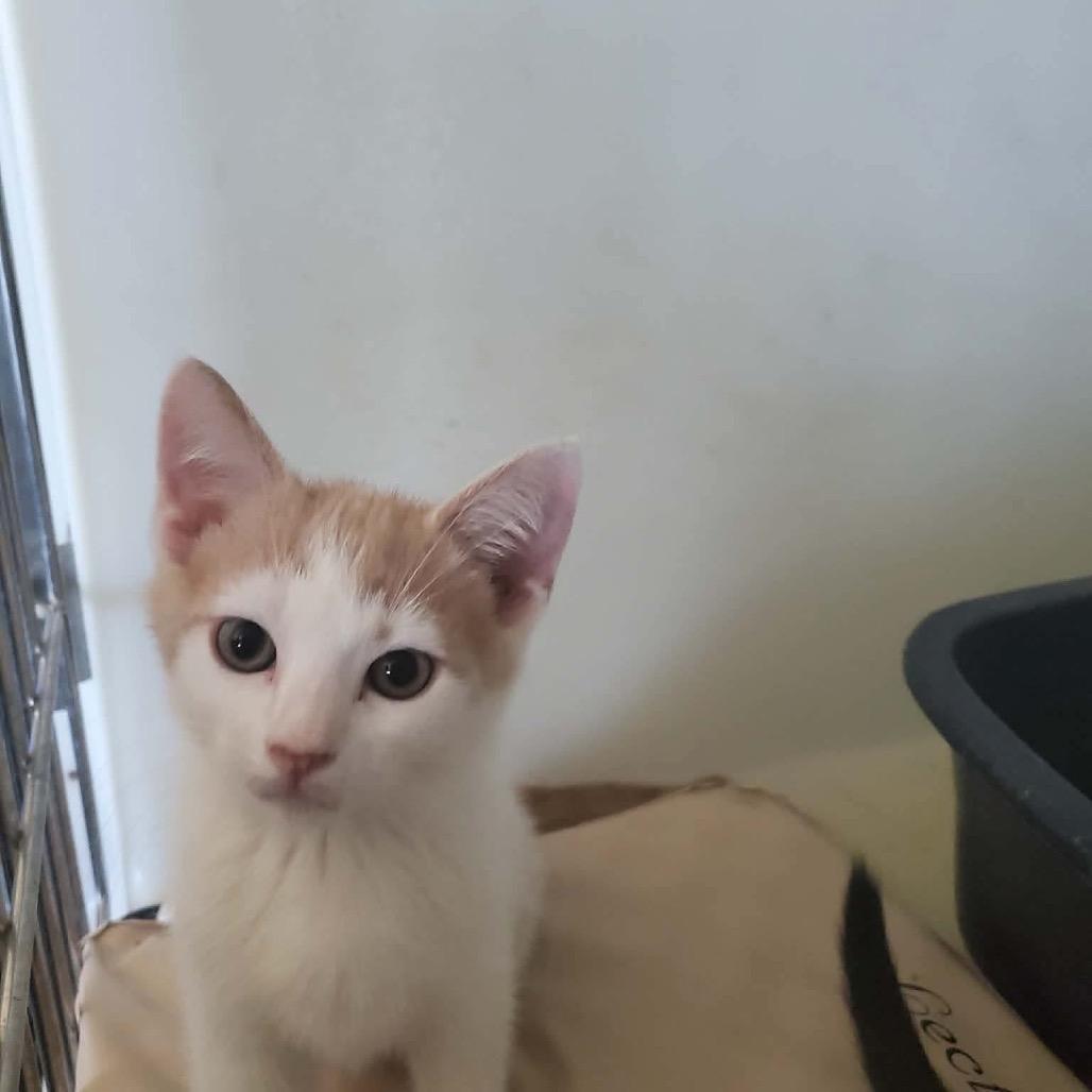 Enlarge Colby, a Adoptable Domestic Short Hair in Eufaula, AL image 2/3