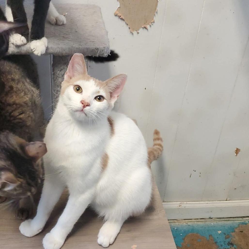 Enlarge Colby, a Adoptable Domestic Short Hair in Eufaula, AL image 3/3