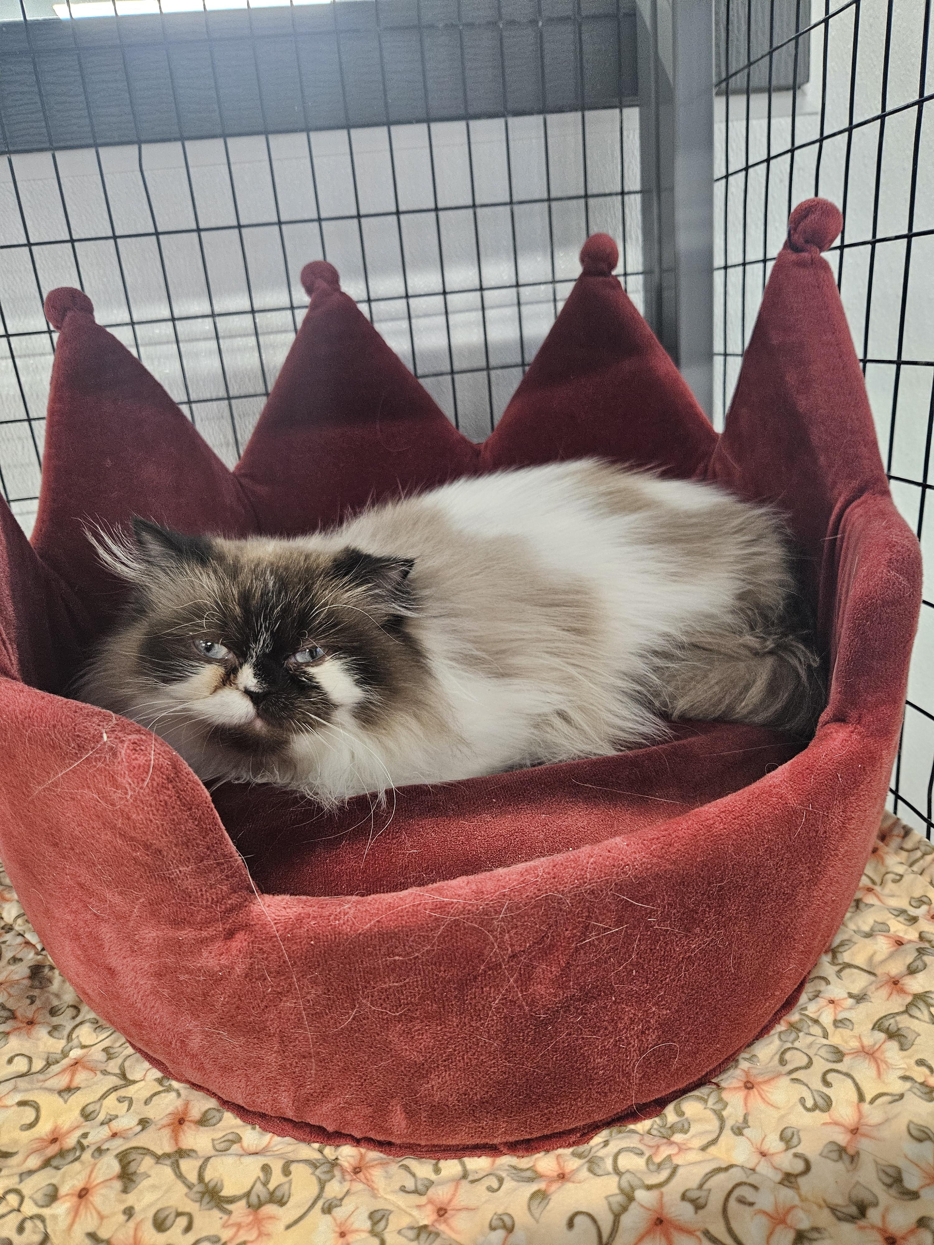 Sugarplum thumbnail 2