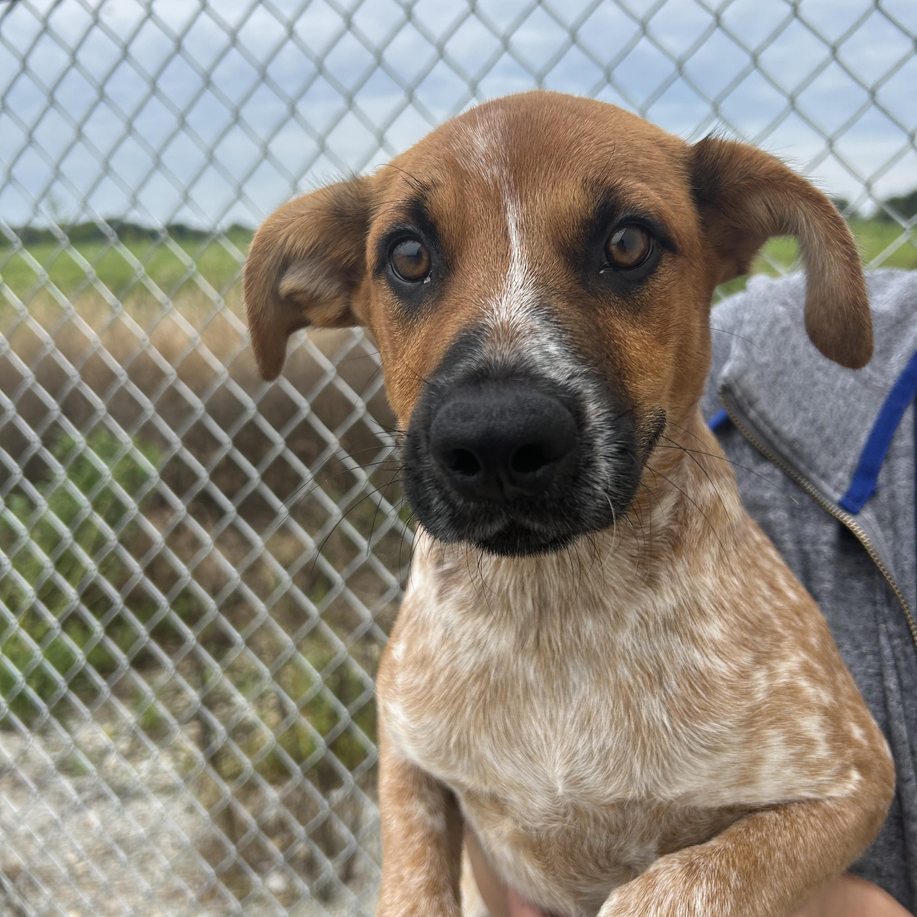Marley, Adoptable, Puppy Male Australian Cattle Dog / Blue Heeler & Hound.