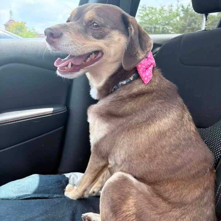 Enlarge Kona, a ADOPTABLE mixed breed in McHenry, IL image 5/5