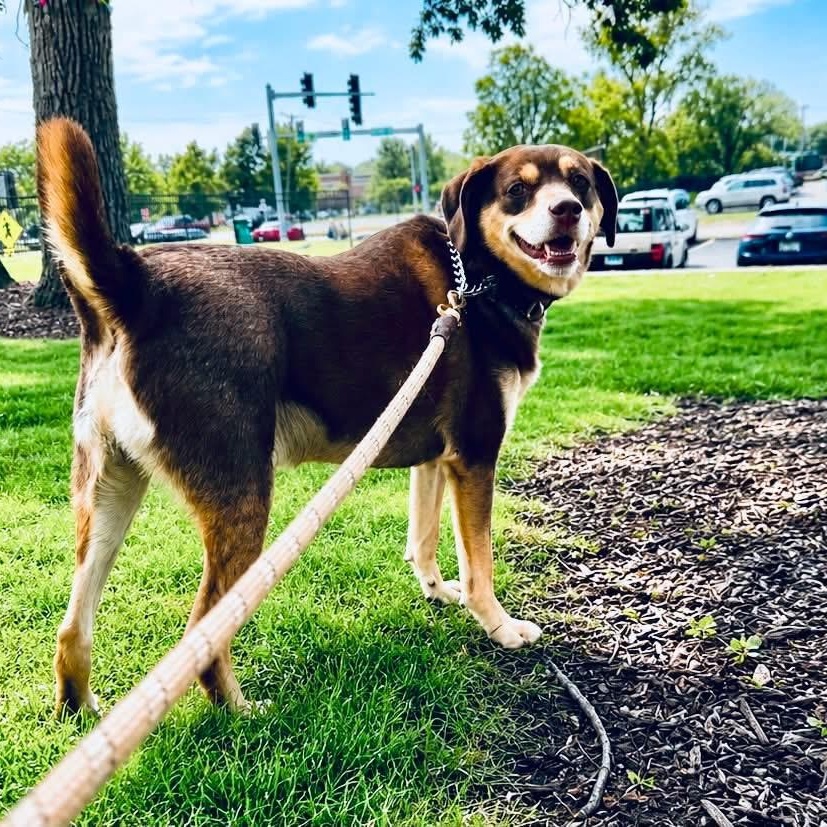 Enlarge Kona, a ADOPTABLE mixed breed in McHenry, IL image 4/5