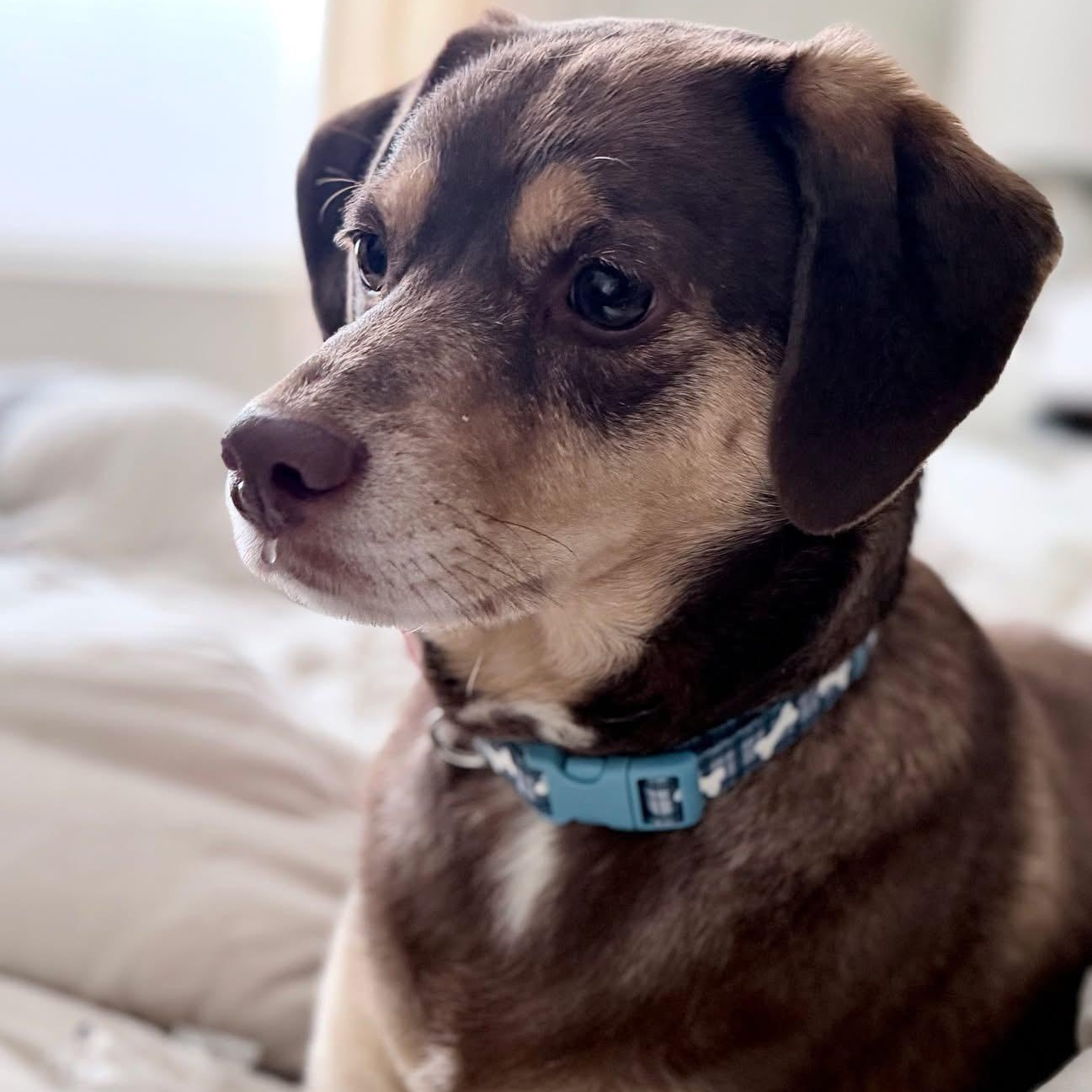 Enlarge Kona, a ADOPTABLE mixed breed in McHenry, IL image 1/5