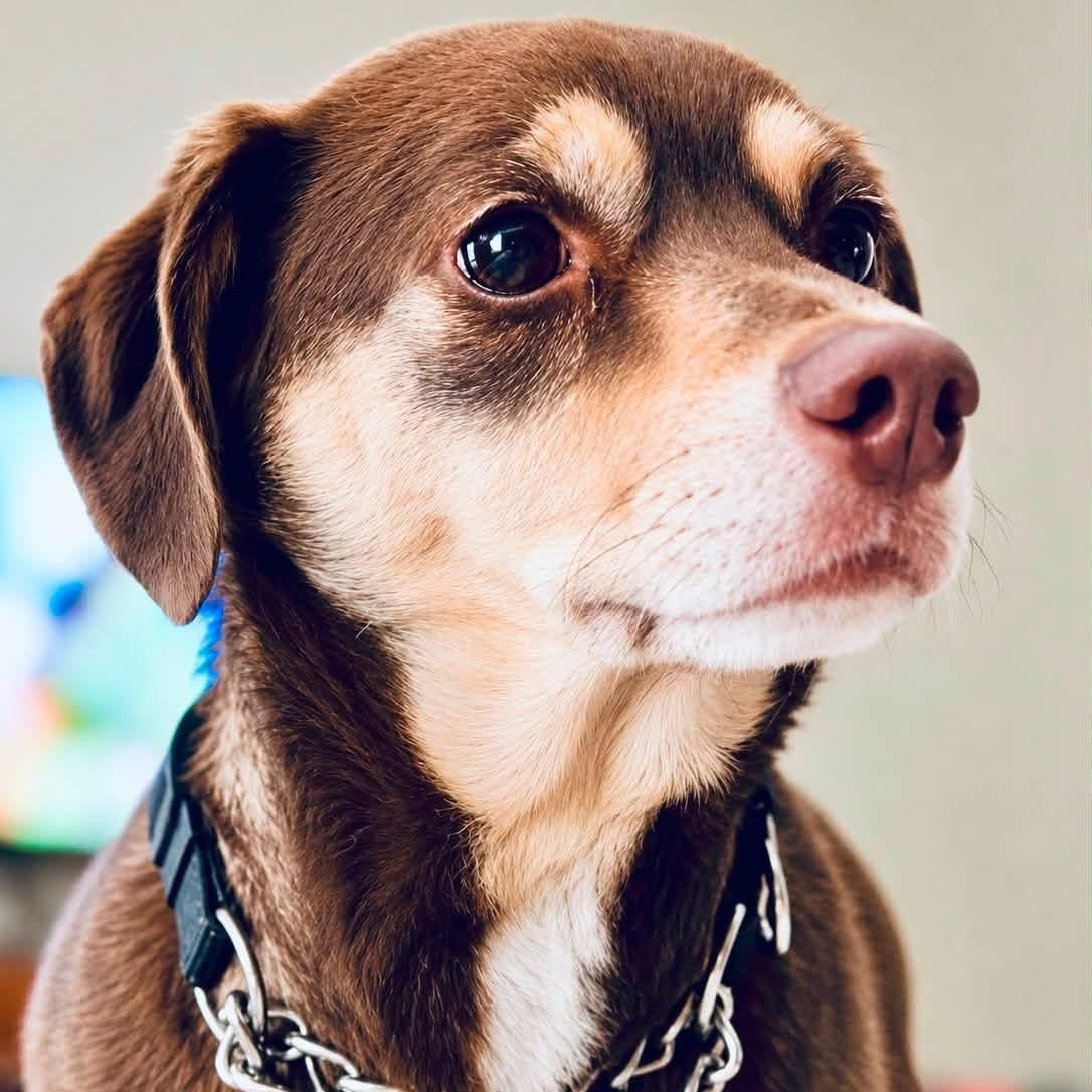 Enlarge Kona, a ADOPTABLE mixed breed in McHenry, IL image 3/5