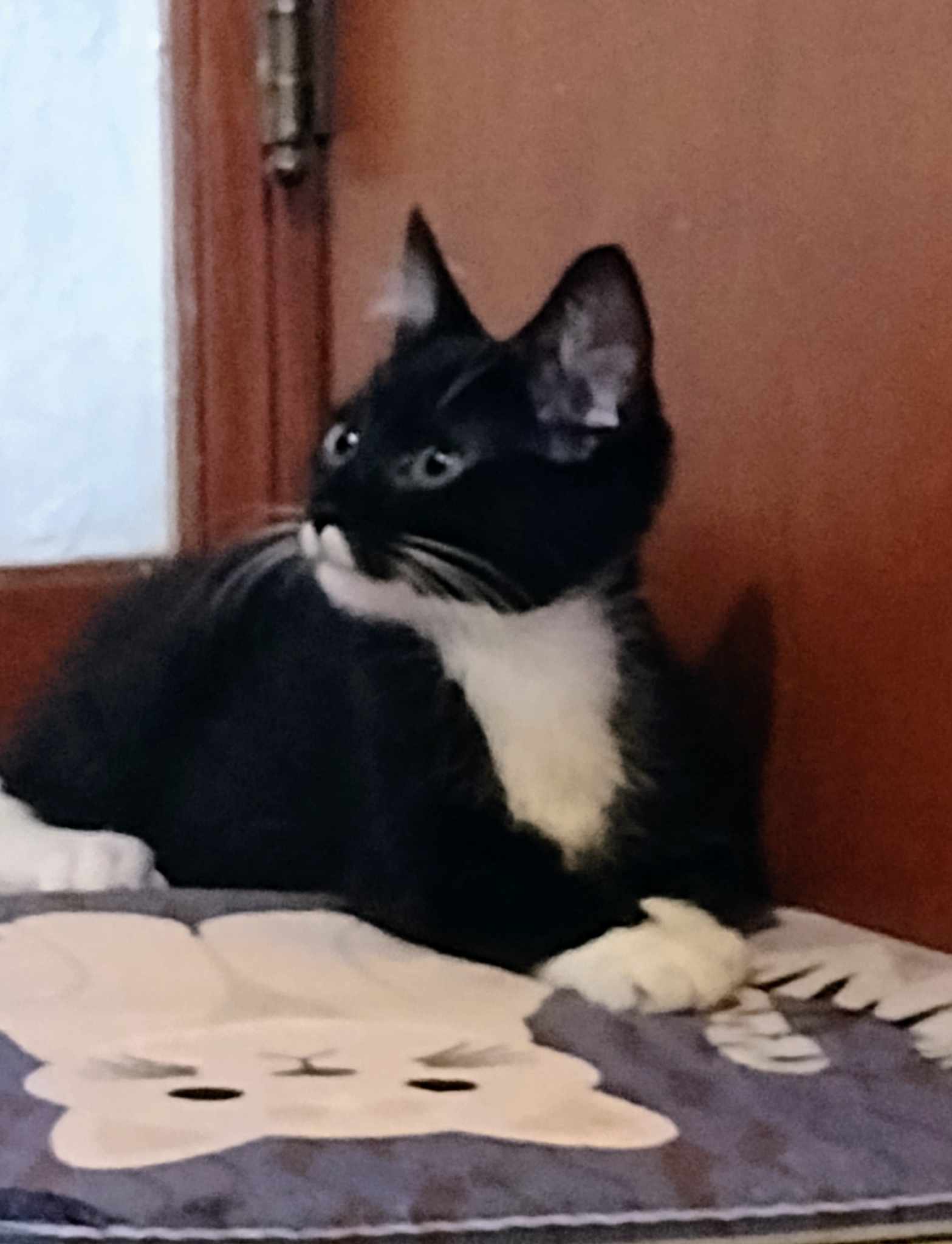 Shadow, Adoptable, Kitten Male Domestic Short Hair.