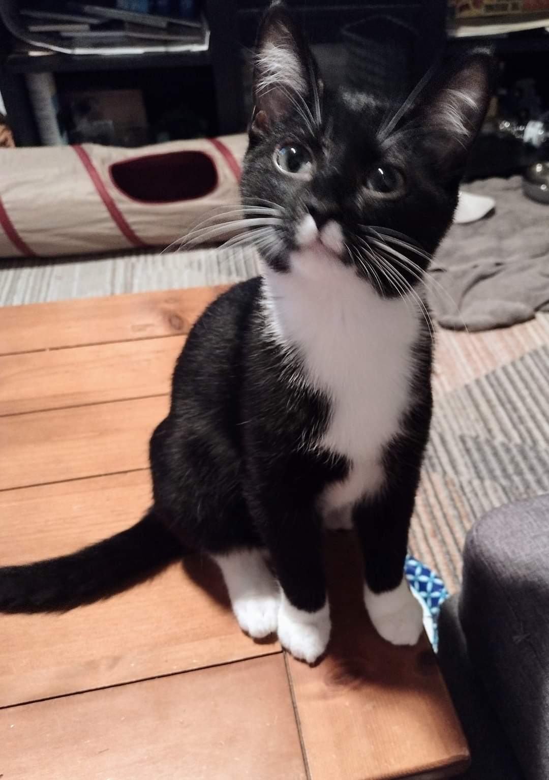 Shadow, a Adoptable Domestic Short Hair in West Mifflin, PA image 2/5