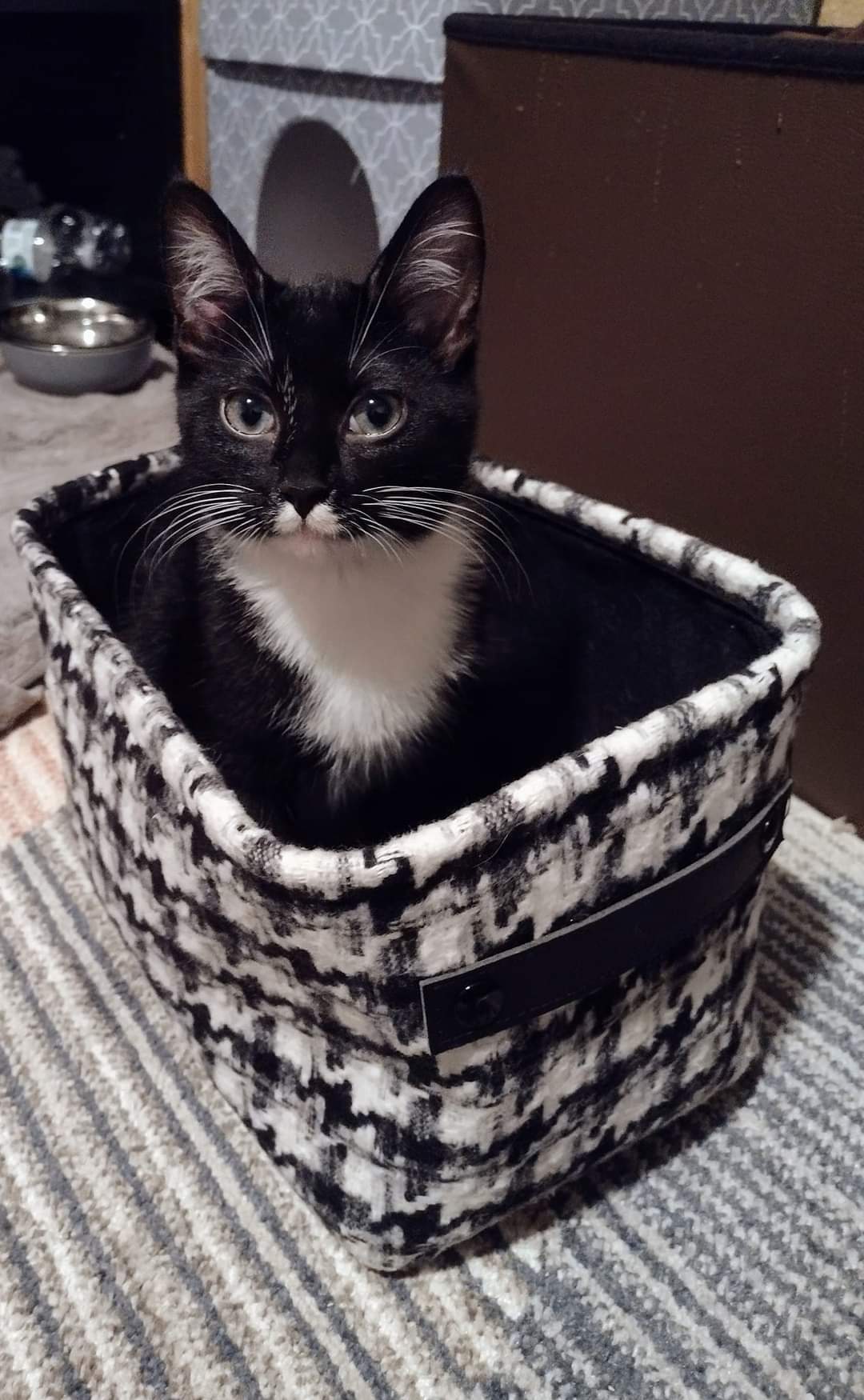 Shadow, a Adoptable Domestic Short Hair in West Mifflin, PA image 3/5