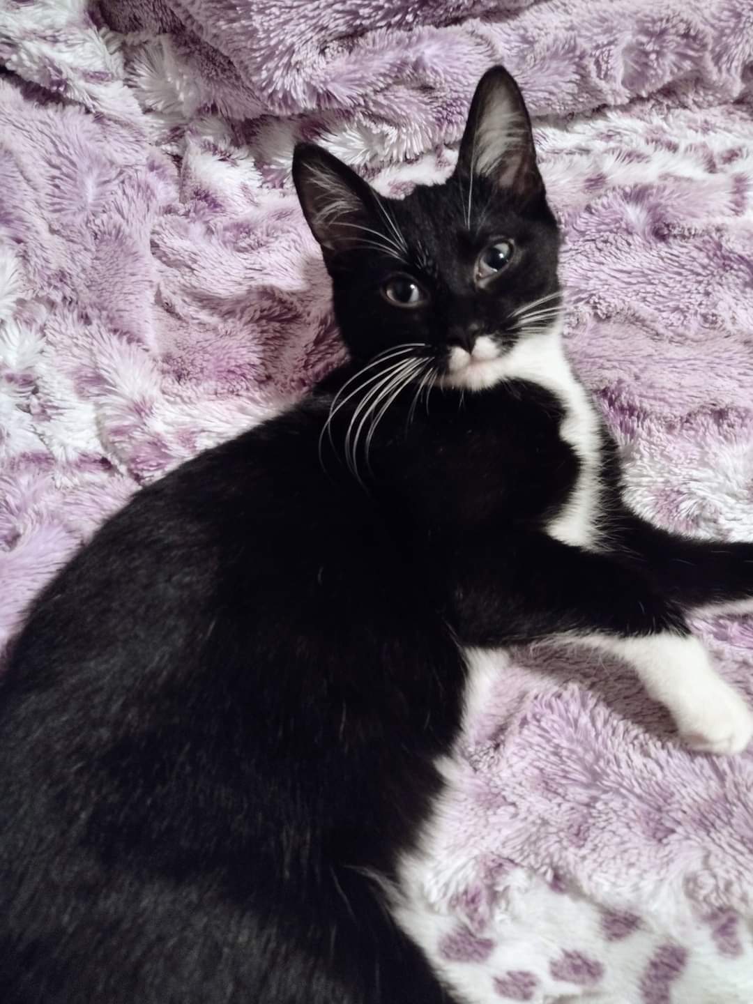 Shadow, a Adoptable Domestic Short Hair in West Mifflin, PA image 4/5