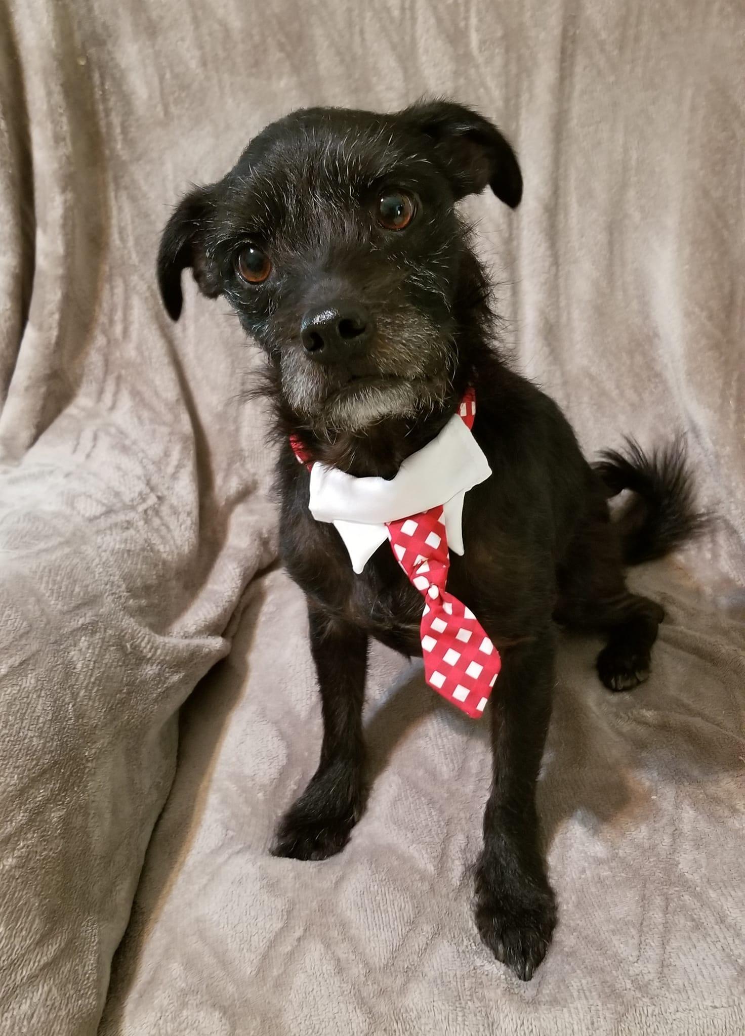Bruce, Adoptable, Senior Male Miniature Schnauzer.