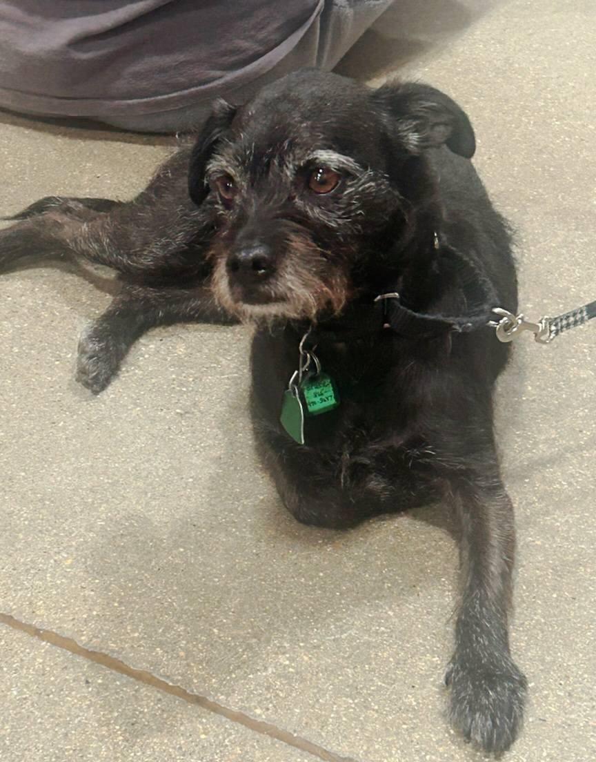 Bruce, a Adoptable mixed breed in Wichita, KS image 2/2