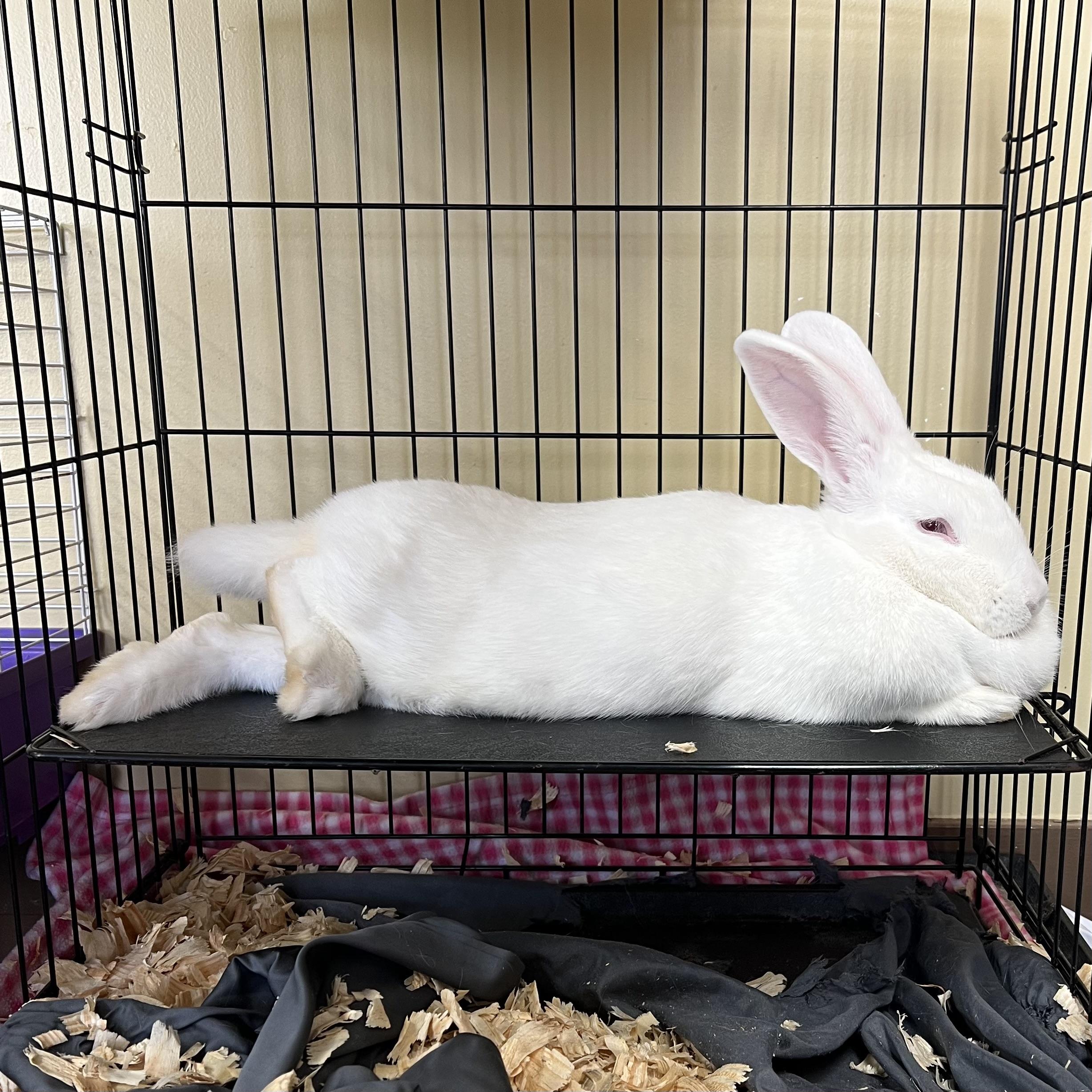 Enlarge Snuffles **NO FEE** (Sponsored by Bowlmor Lanes Fairmont), a ADOPTABLE American in Fairmont, MN image 2/3