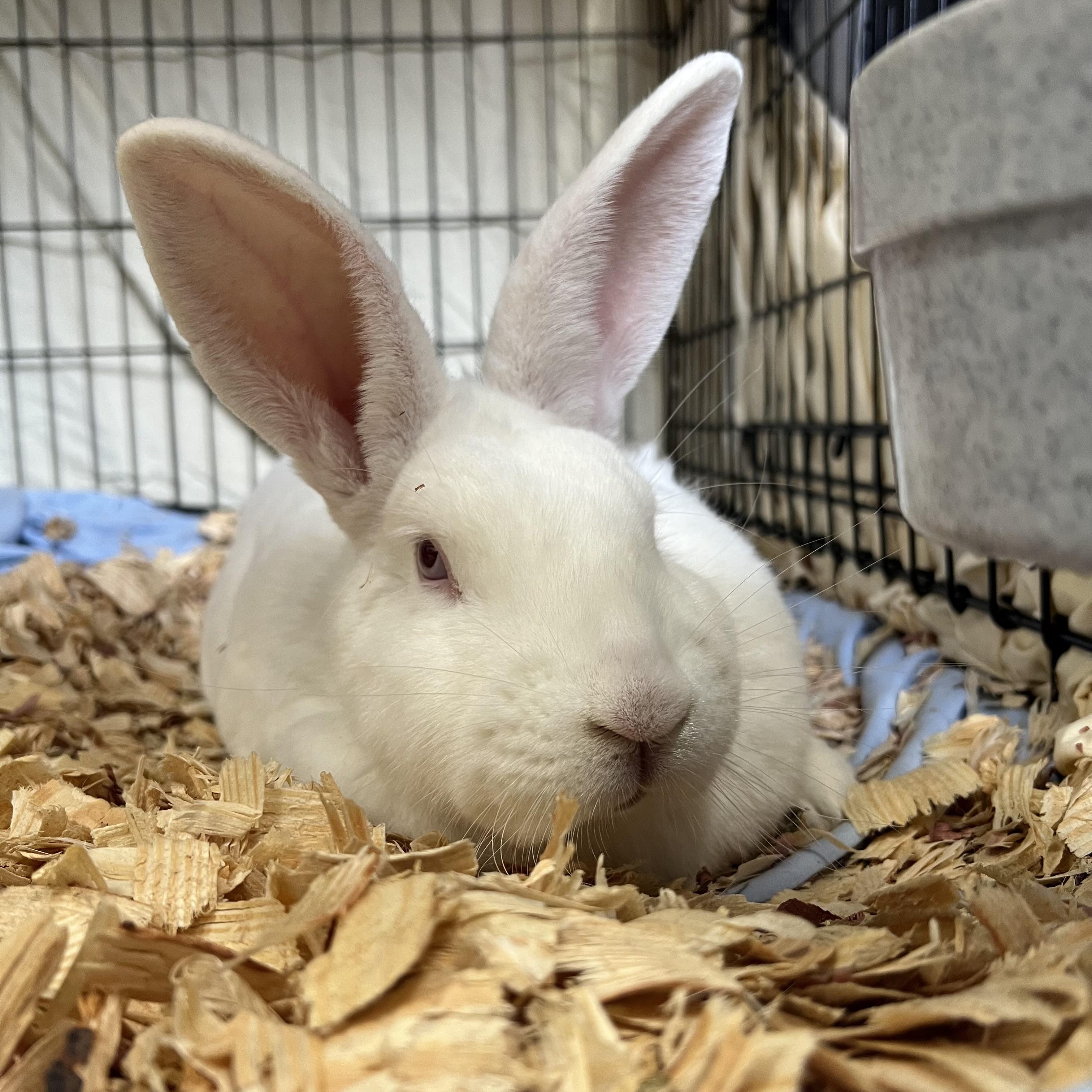 Enlarge Snuffles **NO FEE** (Sponsored by Bowlmor Lanes Fairmont), a ADOPTABLE American in Fairmont, MN image 1/3