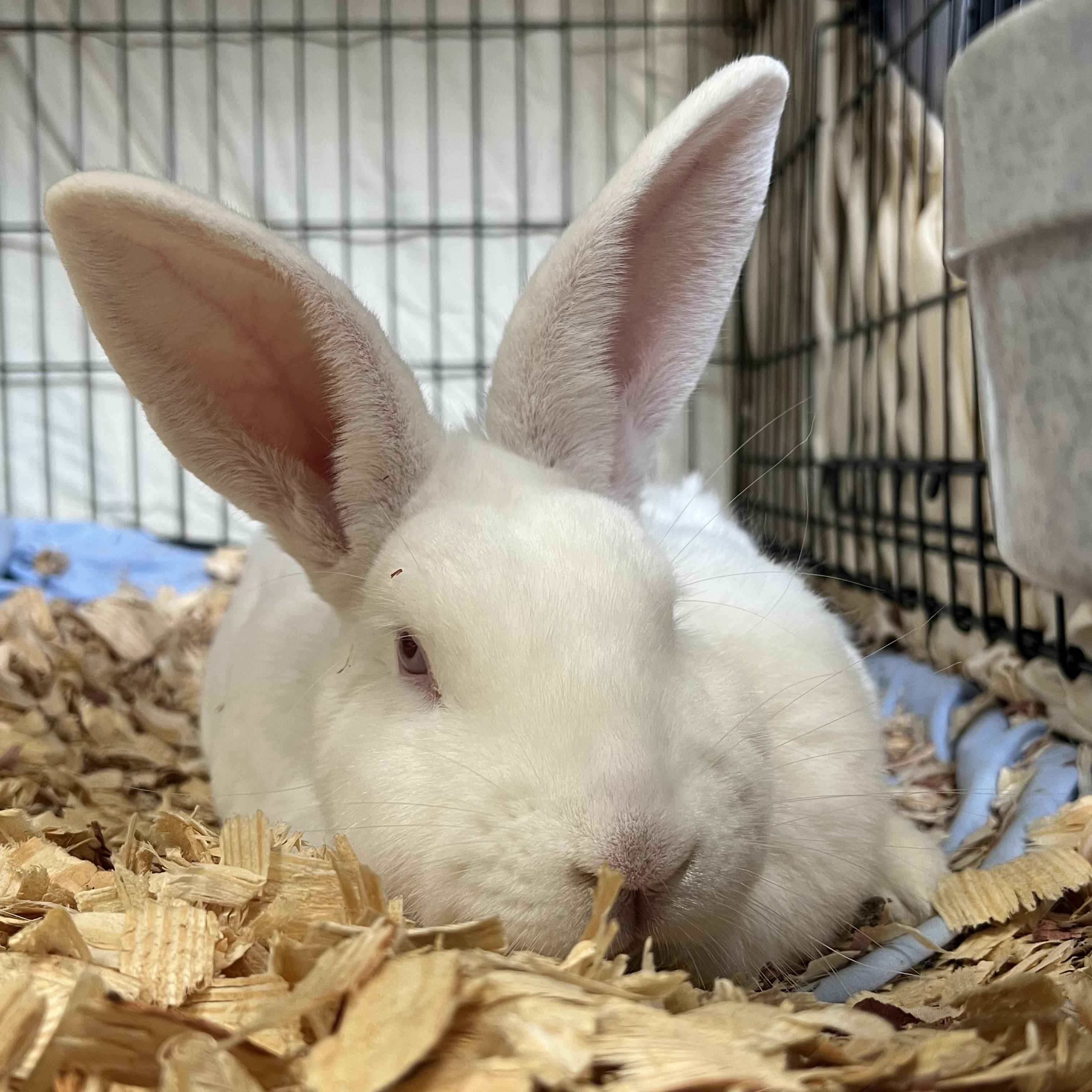 Enlarge Snuffles **NO FEE** (Sponsored by Bowlmor Lanes Fairmont), a ADOPTABLE American in Fairmont, MN image 3/3