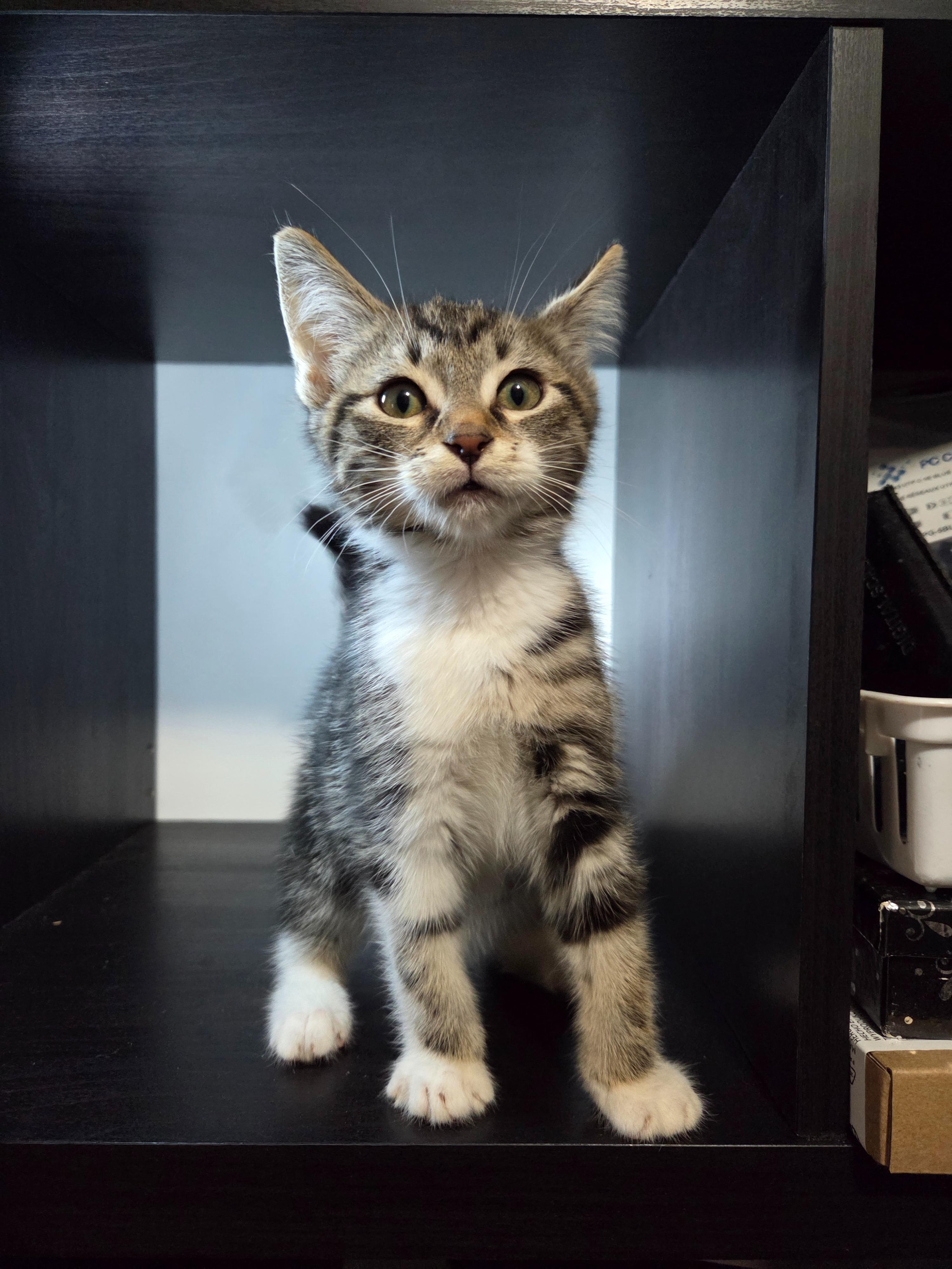Pre-Adoption: Valor, Baby Male unknown